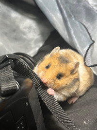 adorable rex baby hamsters 