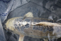 Large Koi for Sale