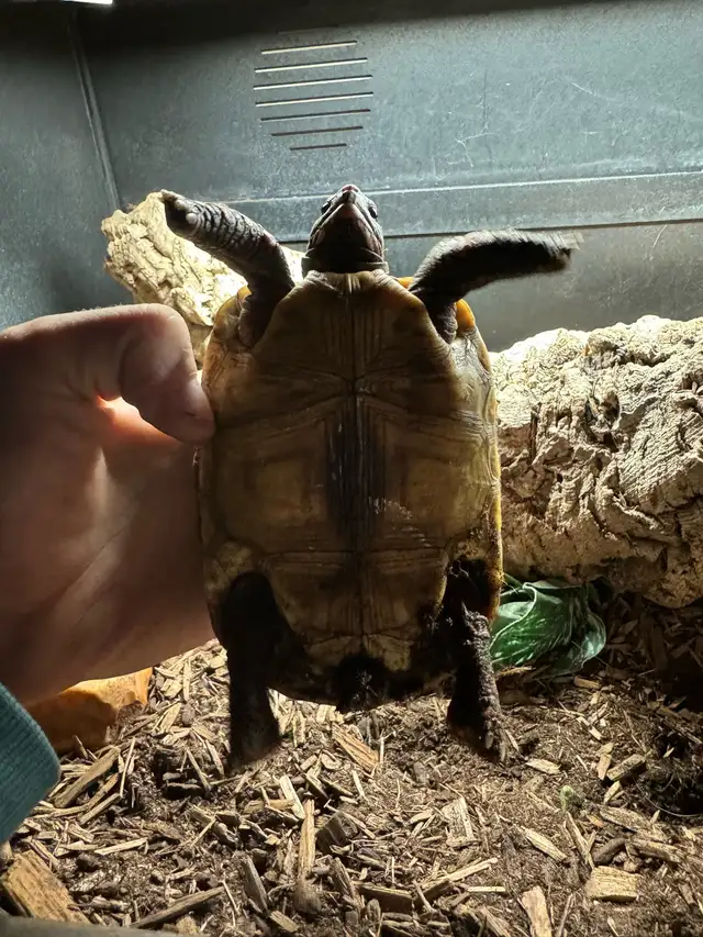 Red Foot/cherry head tortoise in Reptiles & Amphibians for Rehoming in Kawartha Lakes - Image 8