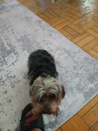 Dog Yorki terrier, View more