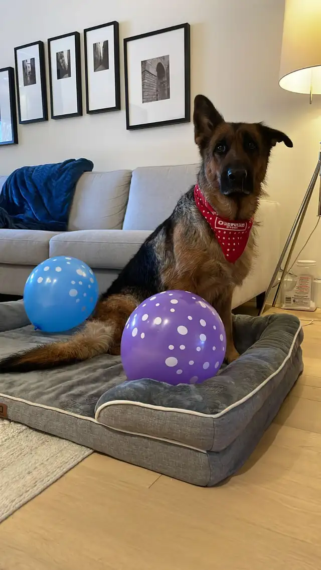 Loyal & Loving 5-Year-Old German Shepherd Looking for a New Home in Dogs & Puppies for Rehoming in City of Toronto - Image 3