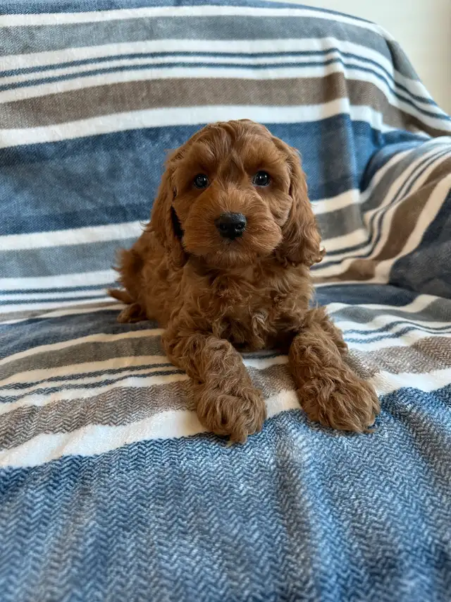 ❤️Home Raised Mini Cockapoo's With A 2 Year Health Guarantee❤️ in Dogs & Puppies for Rehoming in City of Toronto - Image 11