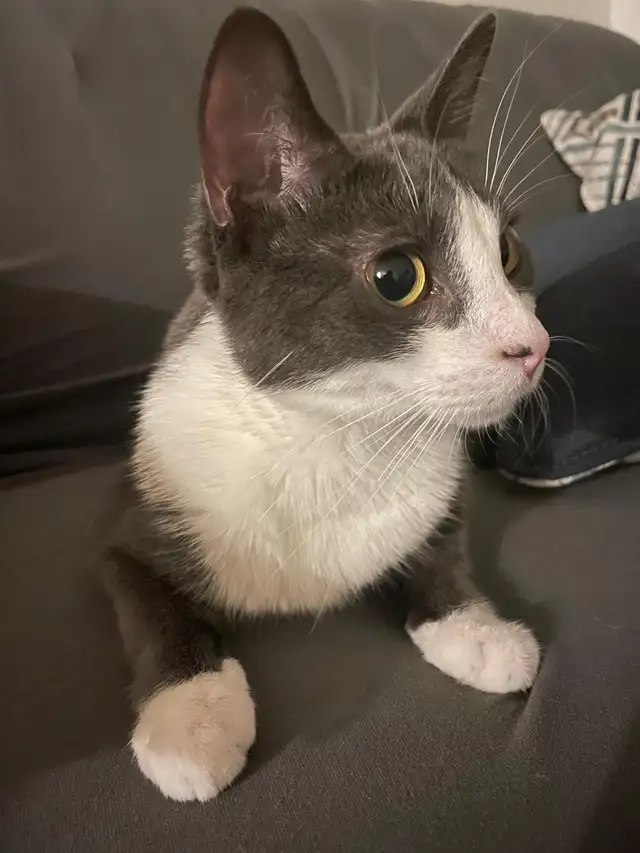 cat to rehome in Cats & Kittens for Rehoming in Oakville / Halton Region - Image 4