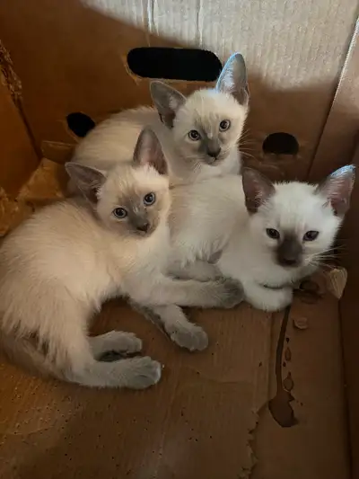 Chatons siamois, View more