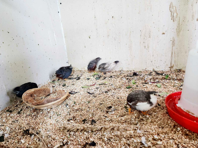 Button Quails in Birds for Rehoming in Abbotsford - Image 3