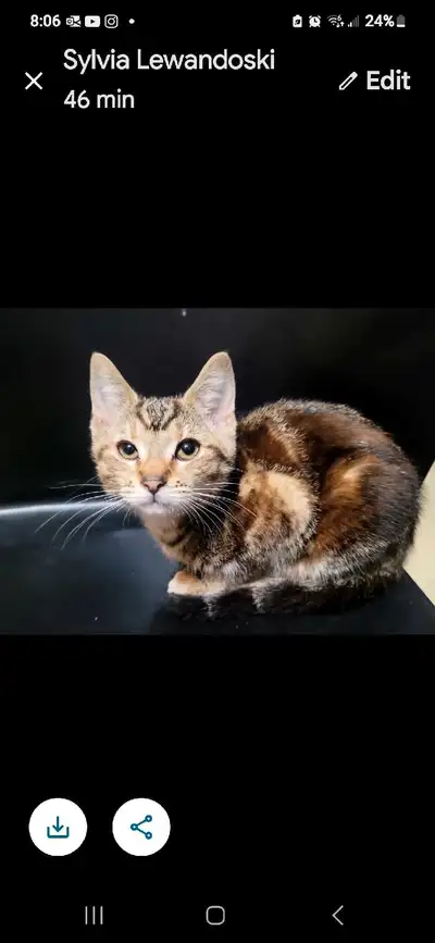 2 marbled gray and orange females and 1 gray stripped tabby male. Used to other cats and kids. All s...