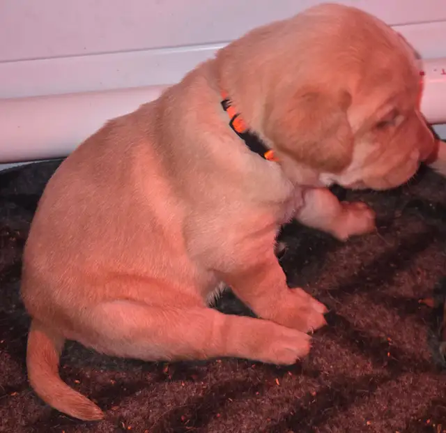 1 MALE & 1 FEMALE! CKC Purebred Yellow Labs in Dogs & Puppies for Rehoming in Sault Ste. Marie - Image 9