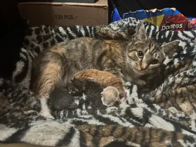 ‍⬛ALL KITTENS HAVE BEEN RESERVED  ‍⬛, View more