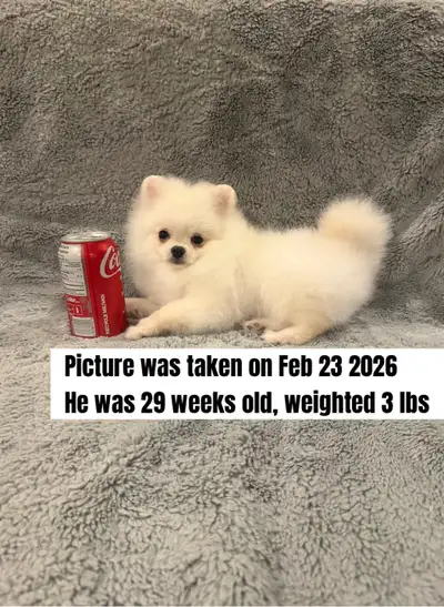 Tiny white Pomeranian puppy, View more
