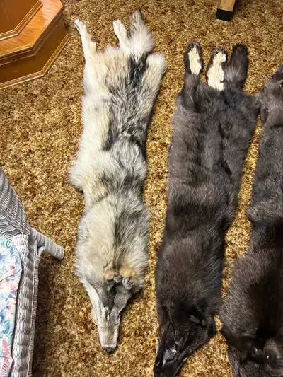 We buy wild fur Coyotes, fox , beaver, badger , etc Skinned or unskinned , Ph 1-780-842-7153 ask Kim...