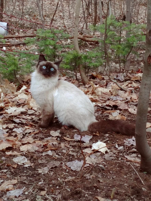 4 Sibériens dans Chats et chatons à adopter  à Laurentides - Image 2