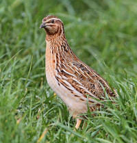  Younger Quails