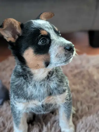 Australian Cattle dog puppies, View more
