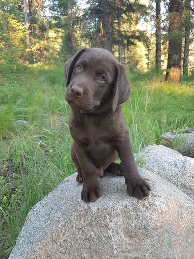Silver + Chocolate Lab Pups - Parents CKC registered, View more