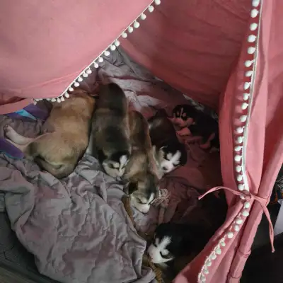 Husky Bernese/Shepherd Puppies, View more