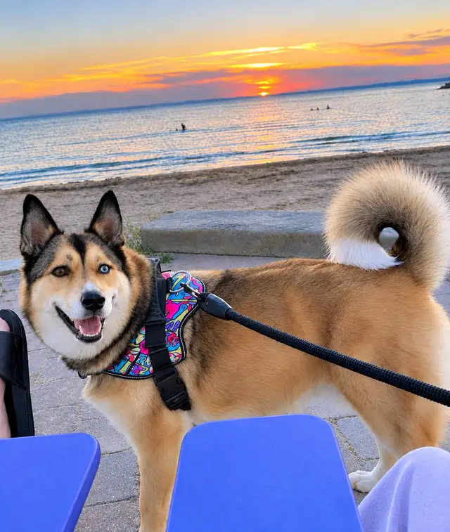 Husky x Border Collie looking for new home! Xx.