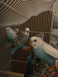 baby budgie for sale.