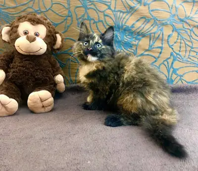 Confident Female Maine Coon - Tortoiseshell Colour, View more