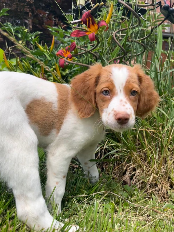 Brittany Spaniel Puppies Dogs & Puppies for Rehoming Hamilton Kijiji