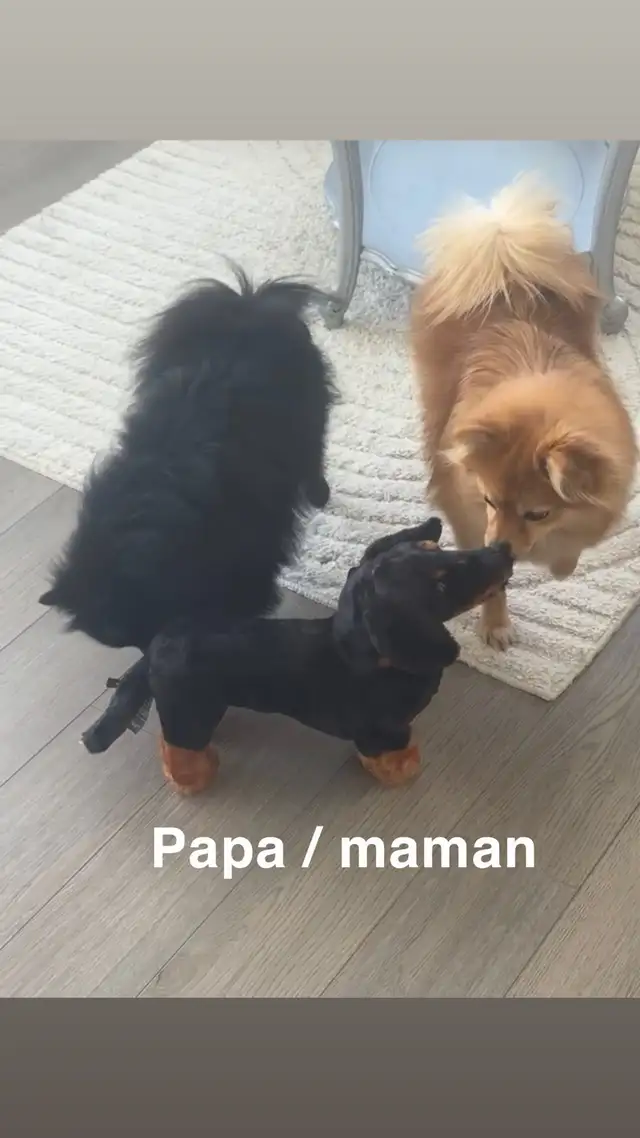 Pomeranian nain in Dogs & Puppies for Rehoming in Longueuil / South Shore - Image 11
