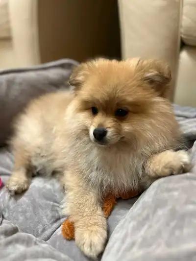 Orange males Pomeranians 3 months old, View more