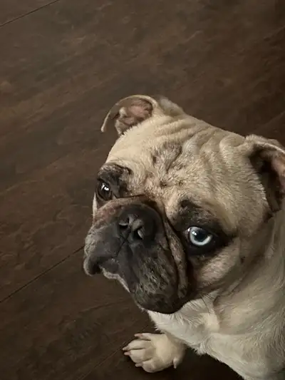 4 year old Mixed French Bulldog, View more