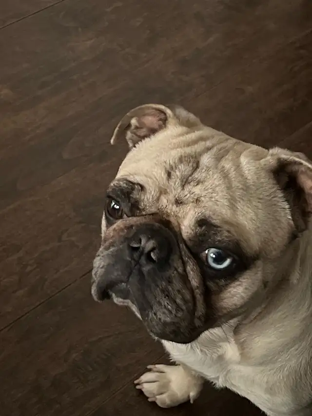4 year old Mixed French Bulldog in Dogs & Puppies for Rehoming in City of Toronto - Image 2