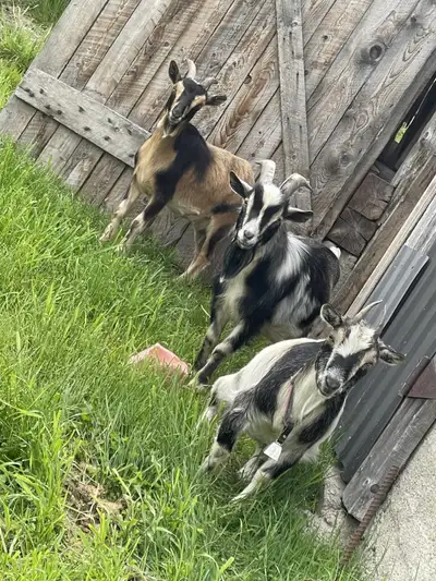 Nous cherchons une belle nouvelle maison pour nos adorables compagnons de fermettes! 1- 1 bouc nain...