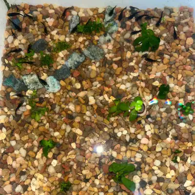 gold nugget molly fish , View more