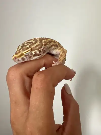 plusieurs gecko léopard , View more
