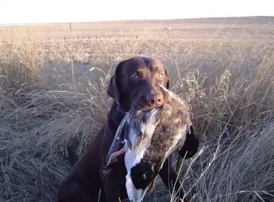 Purebred Labrador Puppies for Sale, View more