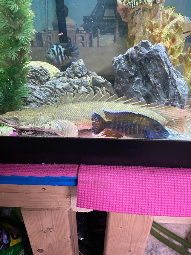 Large lapradei koliba in Fish for Rehoming in London - Image 2