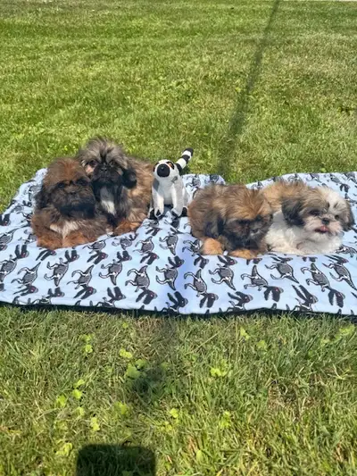 Beautiful  Dark Imperial Shih Tzu Puppies, View more