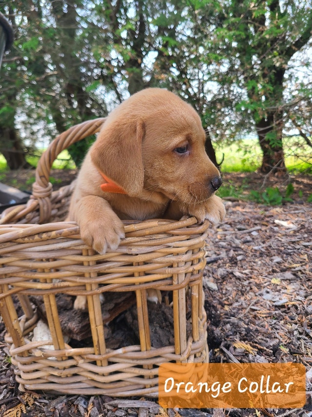 Purebred Fox Red Labrador puppies | Dogs & Puppies for Rehoming