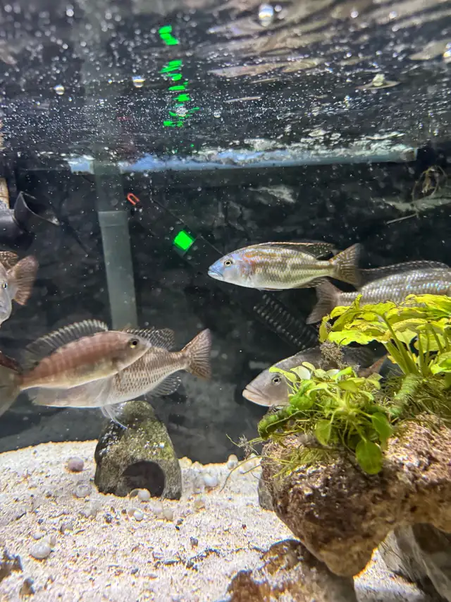 Nimbochromis Fuscotaeniatus in Fish for Rehoming in Mississauga / Peel Region - Image 10