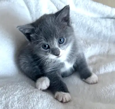 Adorable kittens, View more