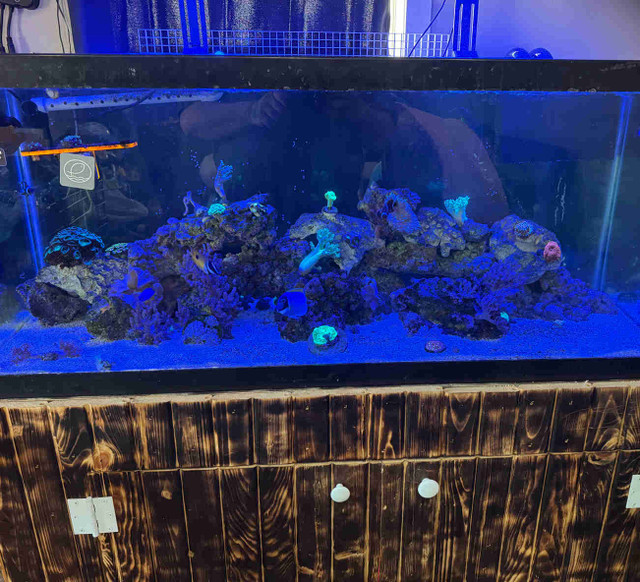 75 gallon fish tank 2000 OBO or trade  in Fish for Rehoming in Summerside