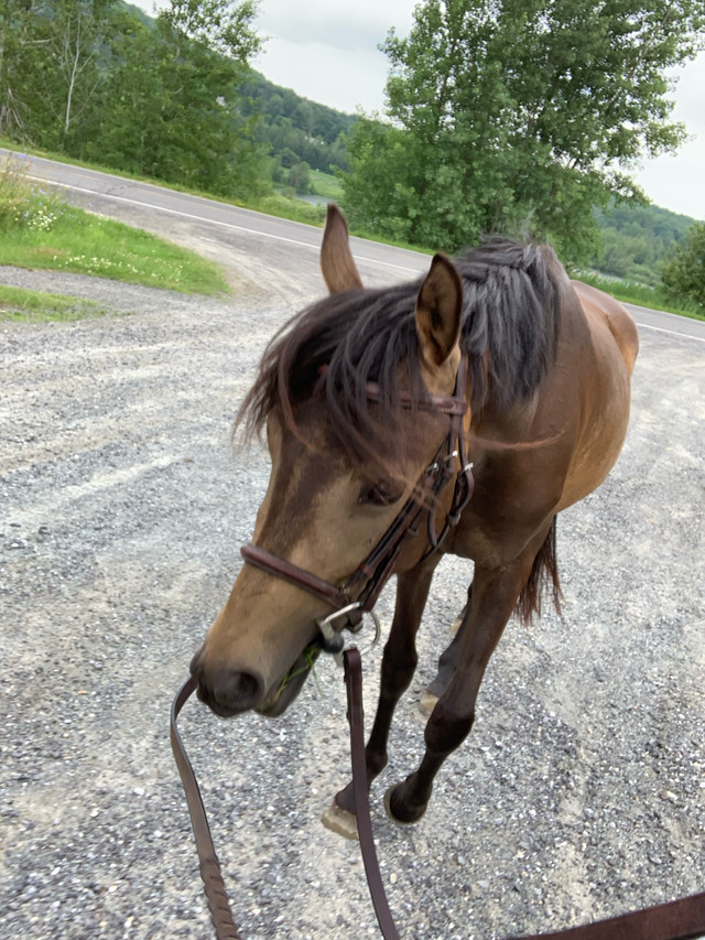 Buckskin welsh mare 3yo dans Chevaux et poneys à adopter  à Granby - Image 3