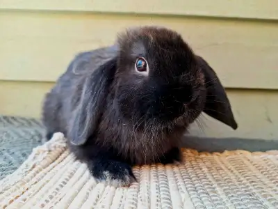 Seal Holland Lop baby , View more
