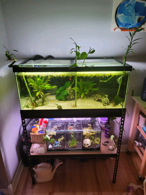 Fish Tanks | Local Deals on Pet Accessories: Crates, Covers, Aquariums ...