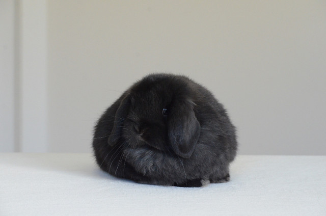 Purebred Holland Lop bunny in Small Animals for Rehoming in Abbotsford - Image 3