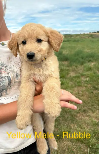 F1 Goldendoodle Puppies, View more