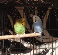Two female budgies for sale