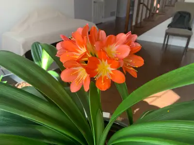 Large Clivia plant for sale, View more