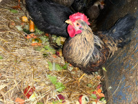 Young rooster for sale 