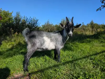 Nigerian Dwarf African Pygmy Mix, View more