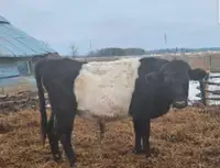 Bull for sale