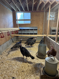 Ridley bronze hens  - purebred 