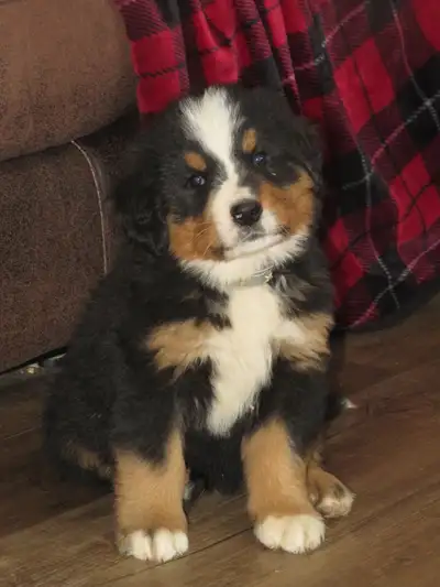 Strikingly Beautiful Bernese Mtn Puppies!, View more