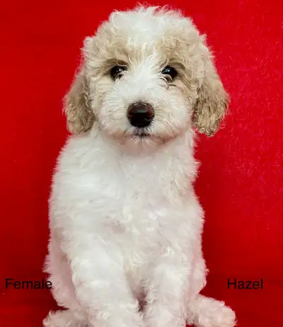 Medium Purebred Poodle Puppies, View more